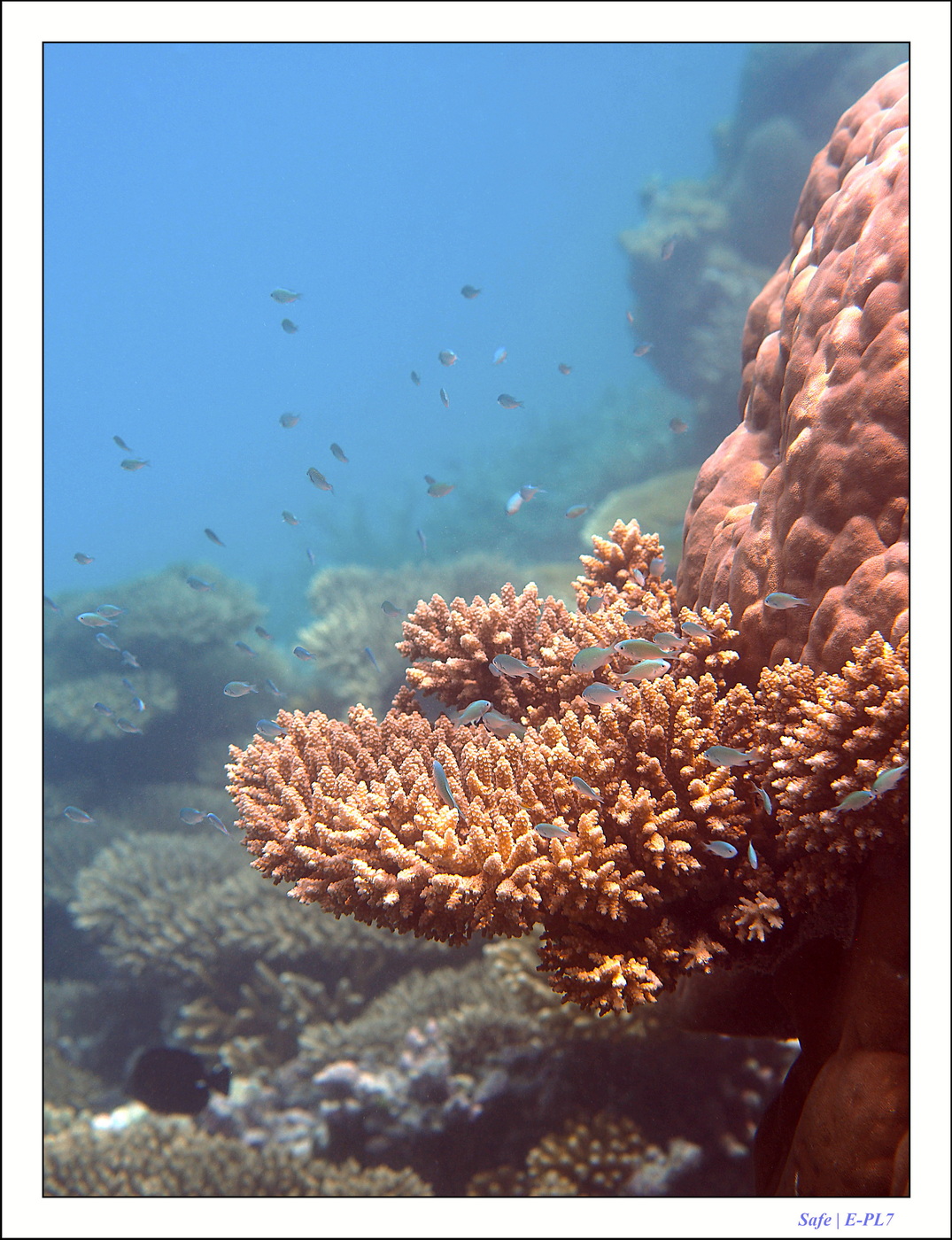 2022 - 07 - snorkeling Maldives - 026